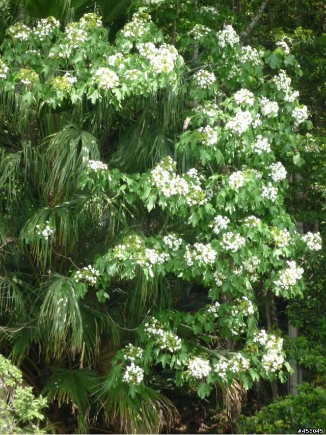 2009苗栗油桐花搶先報