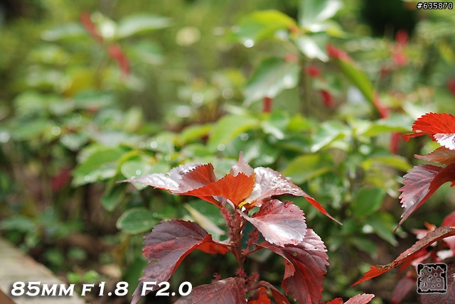 沒啥實質意義的Nikon AF 85mm f1.4以及f1.8 散景PK(85張圖)