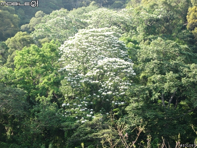 桐花祭-銀保善存雙人組銅鑼賞花鐵馬行