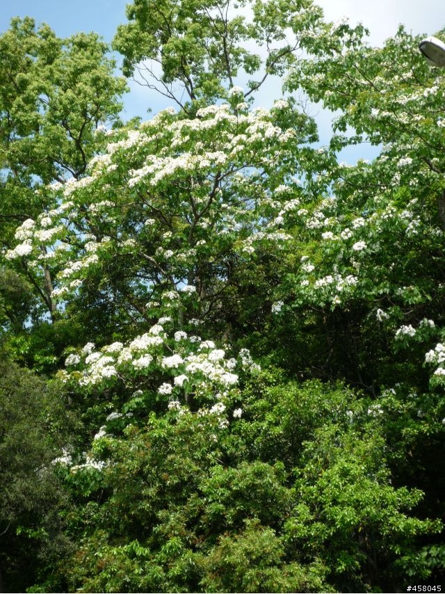 2009苗栗油桐花搶先報
