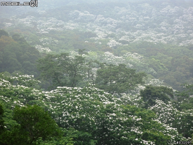 桐花祭-銀保善存雙人組銅鑼賞花鐵馬行