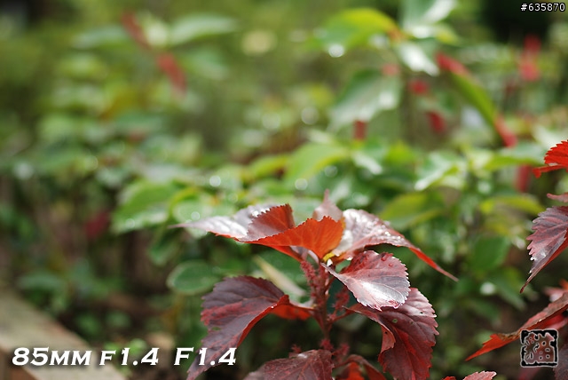 沒啥實質意義的Nikon AF 85mm f1.4以及f1.8 散景PK(85張圖)