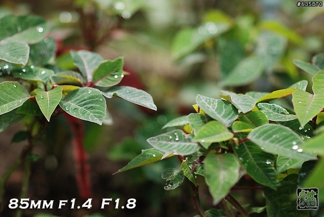 沒啥實質意義的Nikon AF 85mm f1.4以及f1.8 散景PK(85張圖)