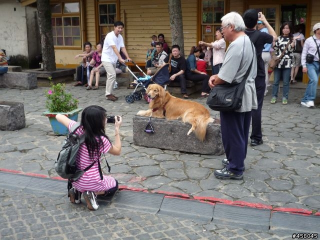 2009苗栗油桐花搶先報