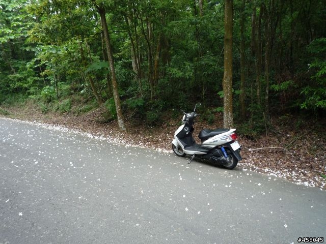 2009苗栗油桐花搶先報