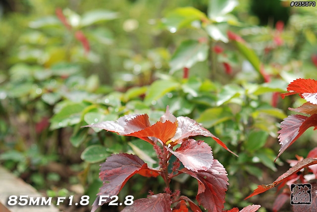 沒啥實質意義的Nikon AF 85mm f1.4以及f1.8 散景PK(85張圖)