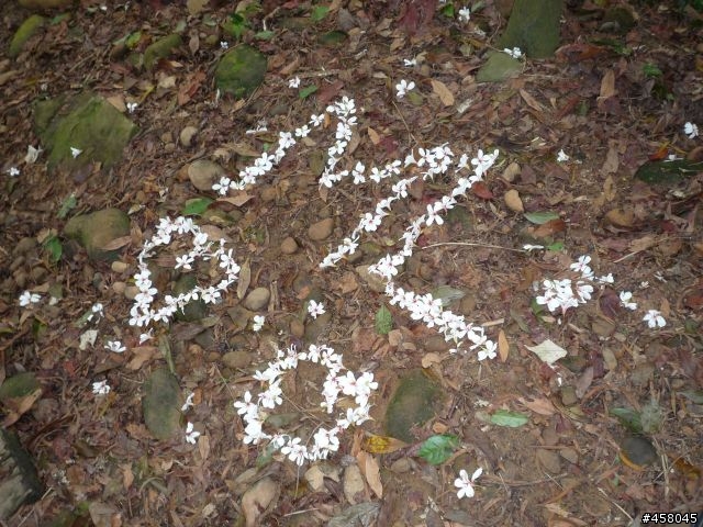 2009苗栗油桐花搶先報