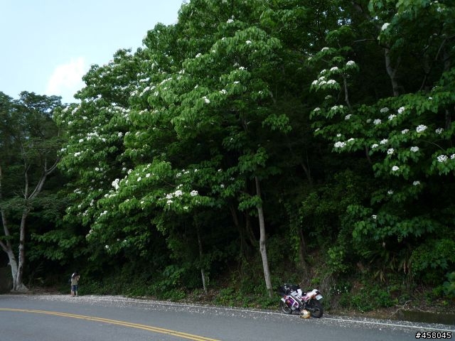 2009苗栗油桐花搶先報