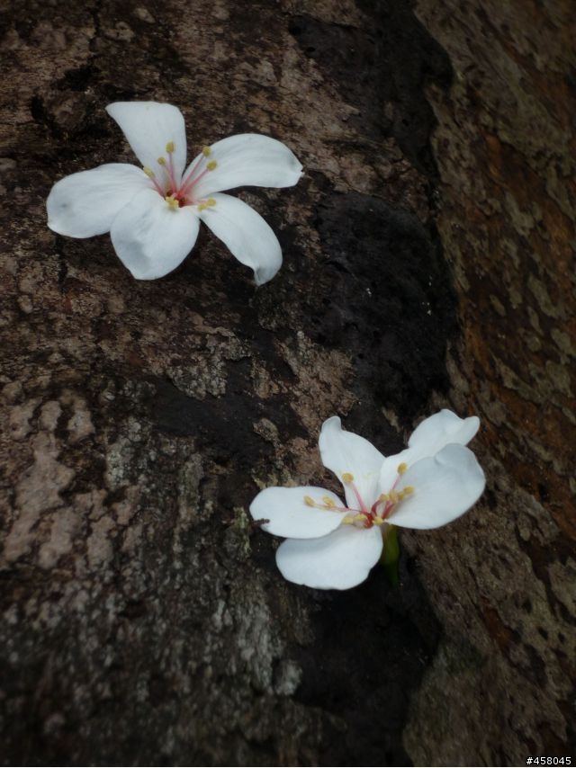 2009苗栗油桐花搶先報
