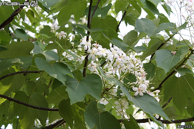 桐花季到 與我~吃吃喝喝「桐遊」花海 ♪ (新竹苗栗)