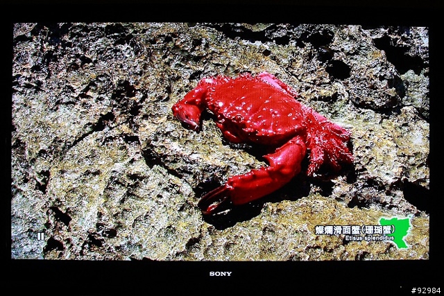 液晶電視再進化~BRAVIA 52X1的感動