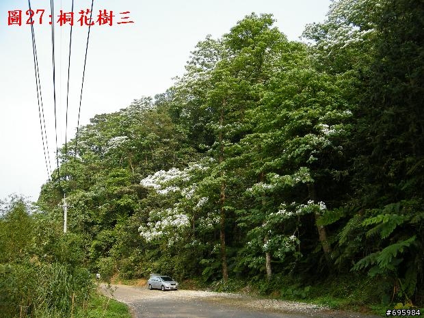 獅潭百壽紙湖農場_賞桐Part2