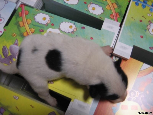 待認養的小狗們~他們希望不再是流浪狗(台南)