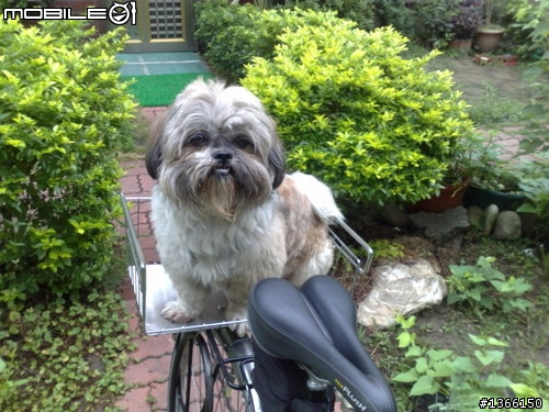 只有為你,寵物單車...再進化