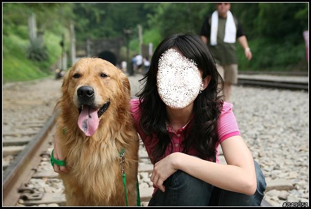 三義勝興,撿獲帥氣黃金獵犬(有圖)