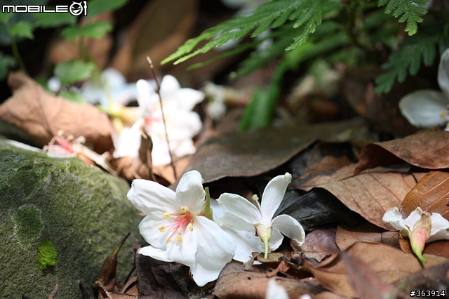 桐花季到 與我~吃吃喝喝「桐遊」花海 ♪ (新竹苗栗)