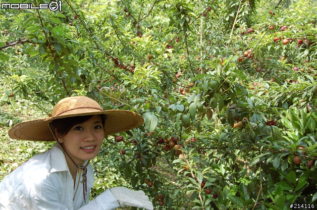 果園開箱文!!一年一次的李子採收季來了~~~