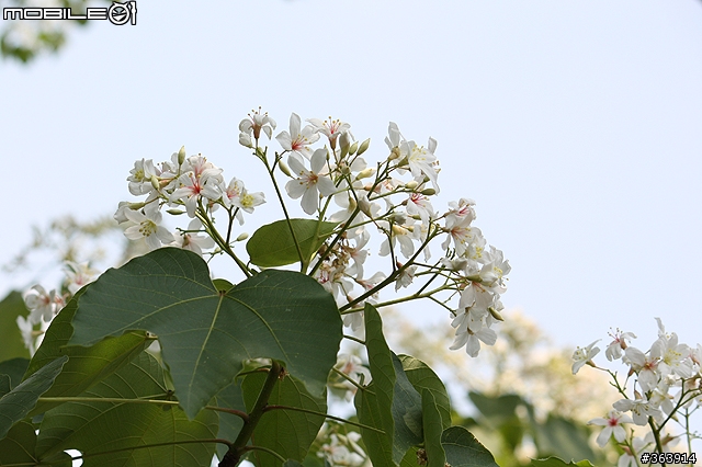 桐花季到 與我~吃吃喝喝「桐遊」花海 ♪ (新竹苗栗)