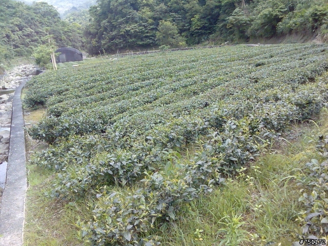 【分享】4+2+2+釣魚+露營+賞螢