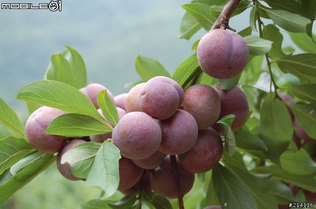 果園開箱文!!一年一次的李子採收季來了~~~