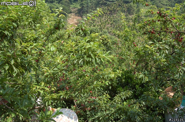 果園開箱文!!一年一次的李子採收季來了~~~