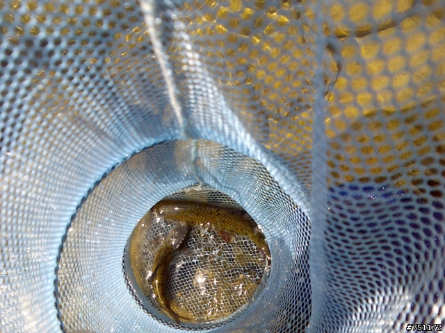 【分享】4+2+2+釣魚+露營+賞螢