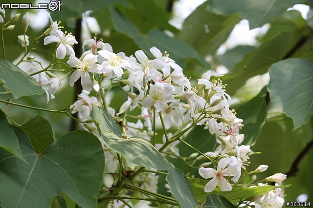桐花季到 與我~吃吃喝喝「桐遊」花海 ♪ (新竹苗栗)