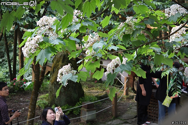 桐花季到 與我~吃吃喝喝「桐遊」花海 ♪ (新竹苗栗)
