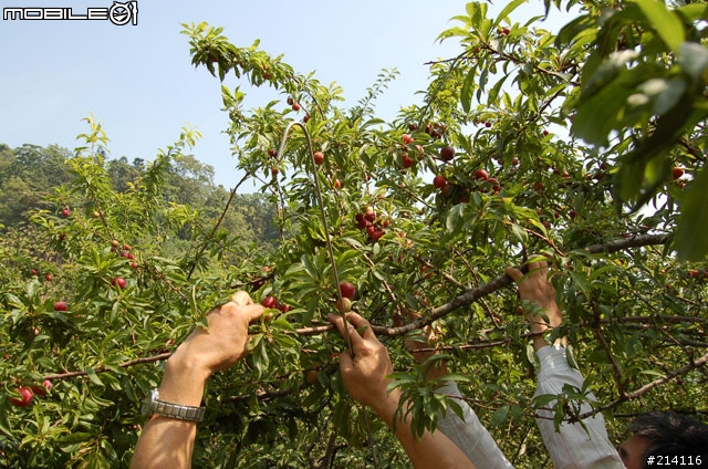果園開箱文!!一年一次的李子採收季來了~~~