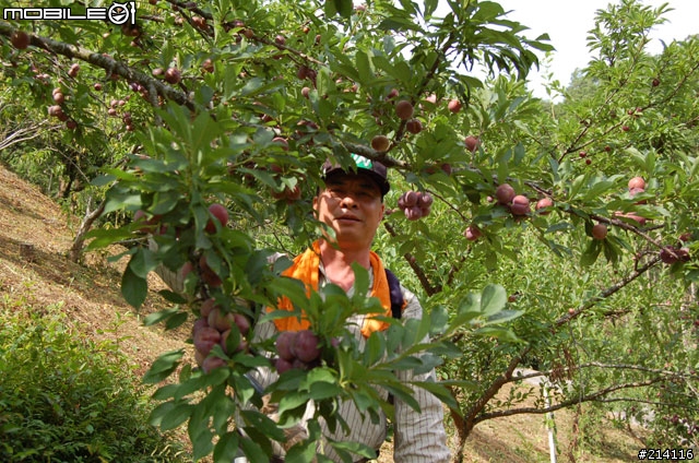果園開箱文!!一年一次的李子採收季來了~~~