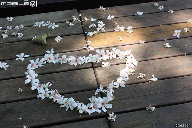 桐花季到 與我~吃吃喝喝「桐遊」花海 ♪ (新竹苗栗)