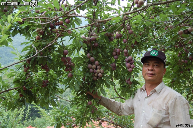 果園開箱文!!一年一次的李子採收季來了~~~
