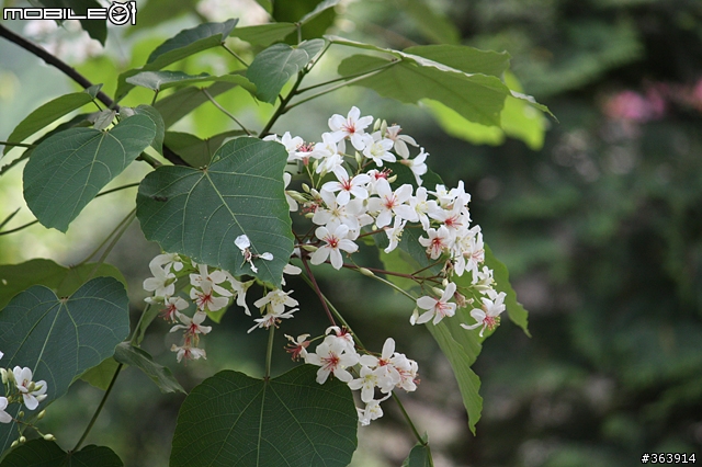 桐花季到 與我~吃吃喝喝「桐遊」花海 ♪ (新竹苗栗)