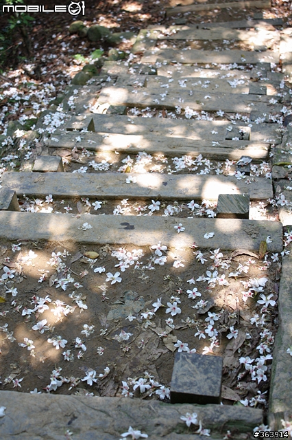 桐花季到 與我~吃吃喝喝「桐遊」花海 ♪ (新竹苗栗)