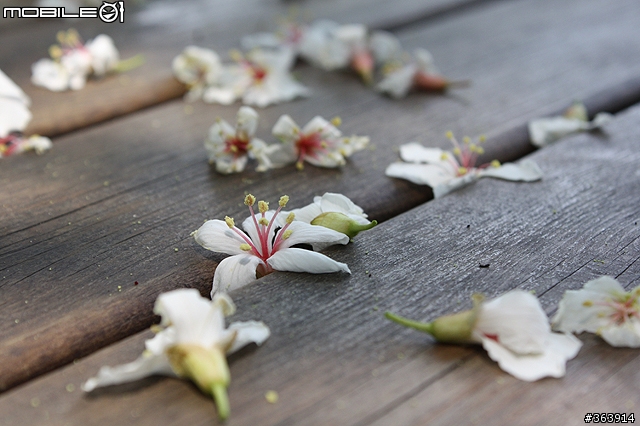 桐花季到 與我~吃吃喝喝「桐遊」花海 ♪ (新竹苗栗)