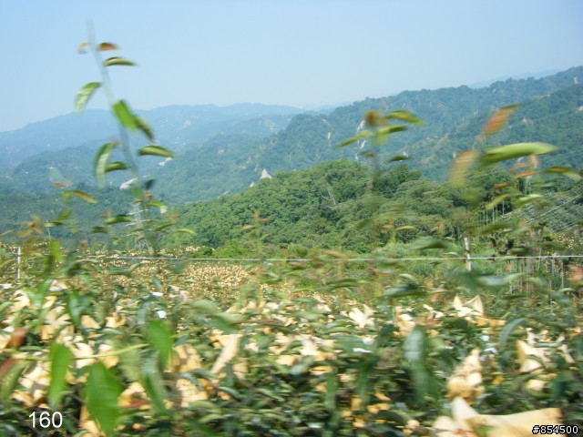 台中縣南投縣-一江橋136-國姓-頭櫃-中和-星野-一江橋一圈73公里