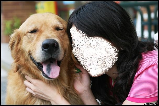 三義勝興,撿獲帥氣黃金獵犬(有圖)
