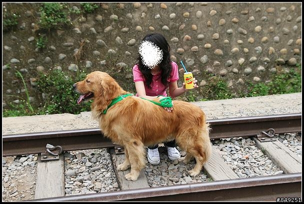 三義勝興,撿獲帥氣黃金獵犬(有圖)