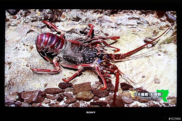 液晶電視再進化~BRAVIA 52X1的感動