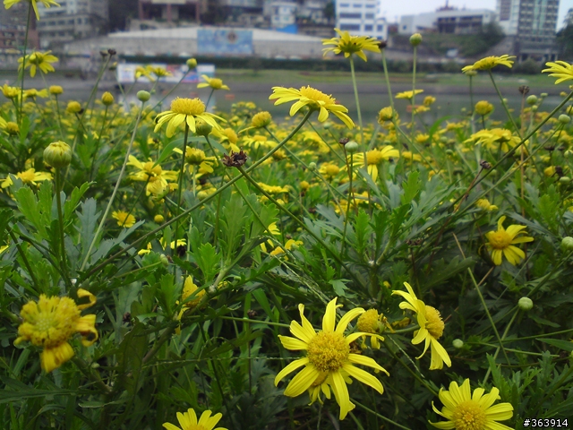 很有Cyber-shot Look! Sony Ericsson C903試用報告