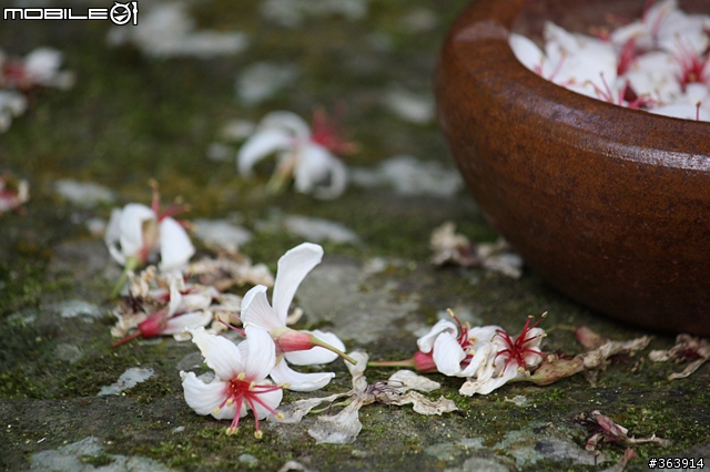 桐花季到 與我~吃吃喝喝「桐遊」花海 ♪ (新竹苗栗)