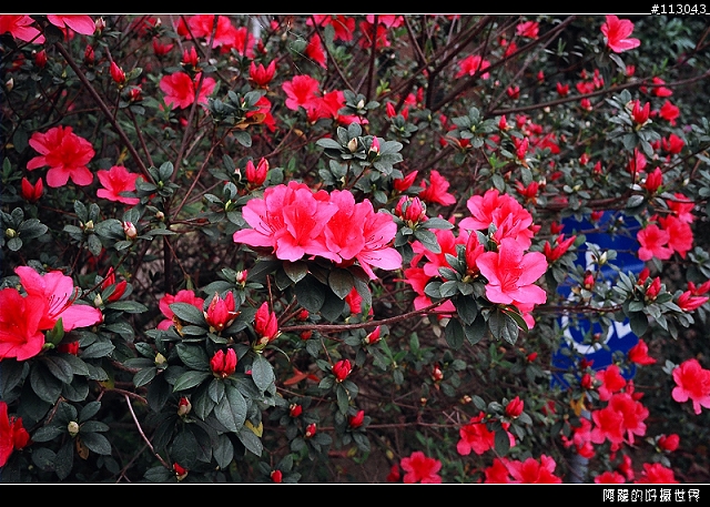 集古典華麗於一身的經典--NIKON 35TI