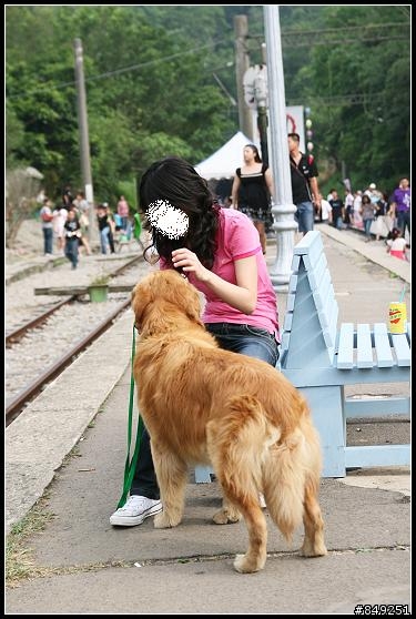 三義勝興,撿獲帥氣黃金獵犬(有圖)