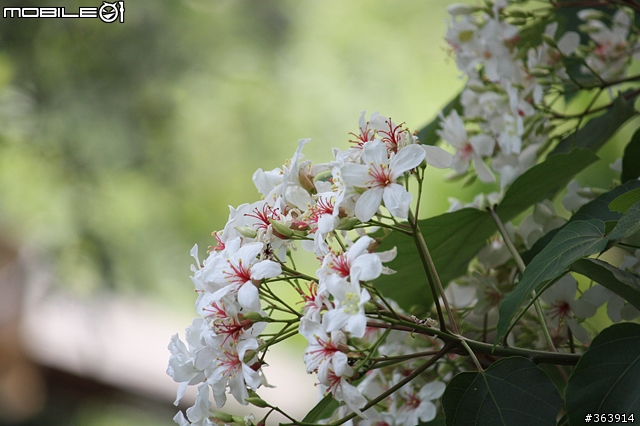 桐花季到 與我~吃吃喝喝「桐遊」花海 ♪ (新竹苗栗)