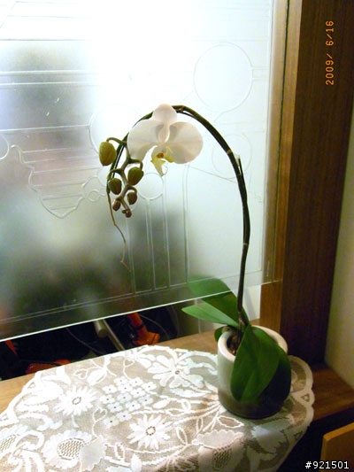 蝴蝶蘭花謝了又開,真是神奇,沒什麼照顧丟窗外,竟然從另外一個長出來