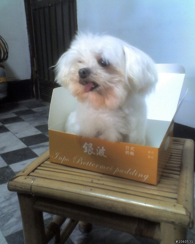 再見了豬小乖