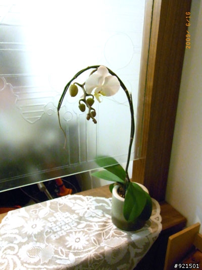 蝴蝶蘭花謝了又開,真是神奇,沒什麼照顧丟窗外,竟然從另外一個長出來