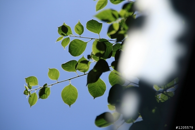 方便+快速,旅遊鏡新選擇 x Sigma 18-250mm F3.5-6.3 DC OS HSM