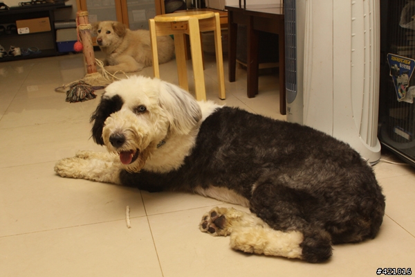 (台北內湖)走失的古代牧羊犬尋找主人或是請求好心人收養