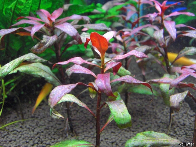 請教紅色水草問題